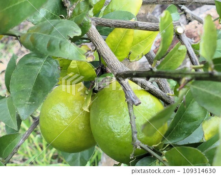 Are you feeling the warmth of tree frog lemonade? 109314630