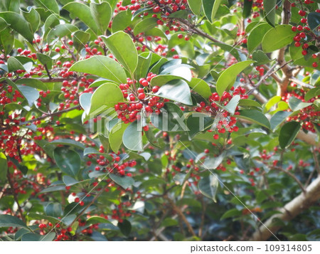 Holly Holly 109314805