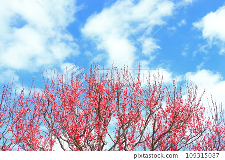 Red plum blossom bloom Red plum blossom bloom 109315087