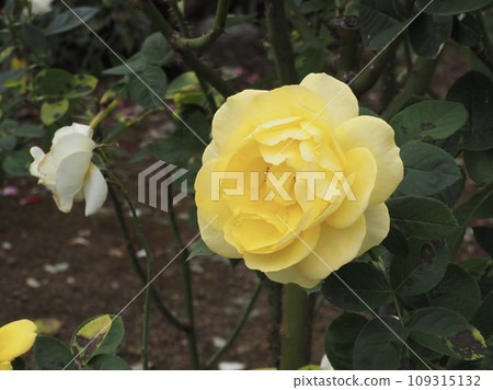 Rose Izu no dancer 109315132