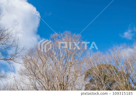 Fallen leaves and winter sky《Landscape/background material》 Fallen leaves and winter sky《Landscape/background material》 109315185