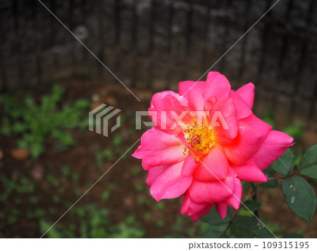 西頓夫人 109315195