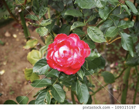 法蘭辛 法蘭辛 109315197