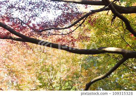Snap photo: Autumn color pattern 24 Snap photo: Autumn color pattern 24 109315328