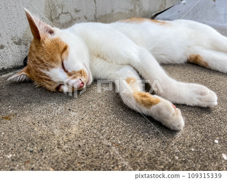 Warm and cheerful ~Slumbering cat~ 109315339