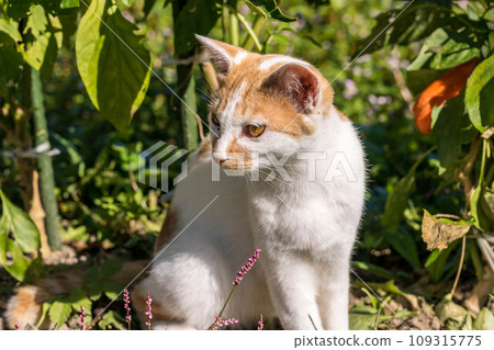 貓在田野裡跑來跑去 109315775