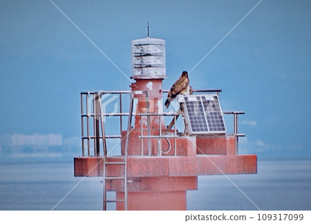 鹿兒島灣燈塔上棲息的金鷹後視圖 109317099