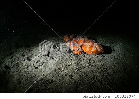 Shark-Hadatenaga Octopus 109318074