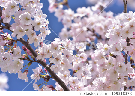 Cherry blossom, cherry tree, spring Cherry blossom, cherry tree, spring 109318378