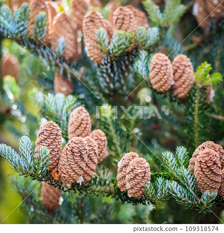 A branch of Korean fir with cones in autumn garden. Natural background A branch of Korean fir with cones in autumn garden. Natural background 109318574