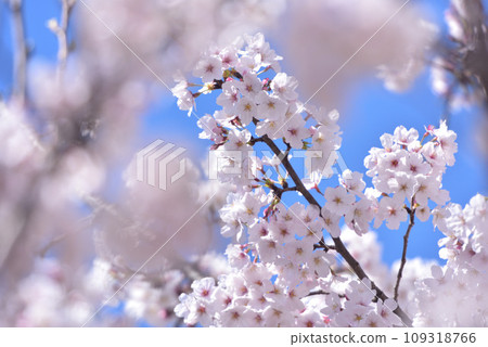 Cherry blossom, cherry tree, spring 109318766