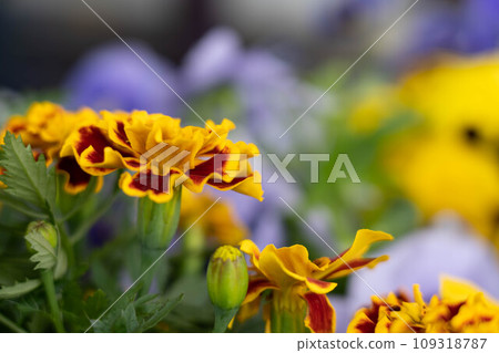 盛開的萬壽菊 109318787