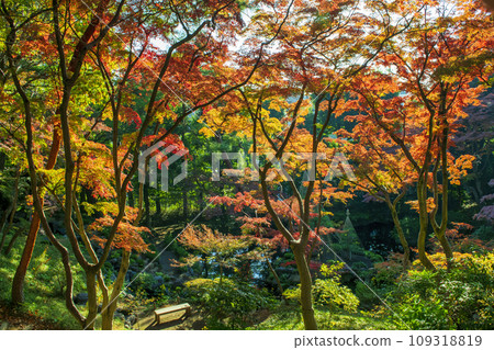 東京 殿谷戶花園（殿谷戶花園） 二郎弁天池的紅葉 都立庭園 109318819