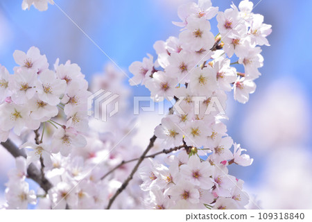Cherry blossom, cherry tree, spring 109318840