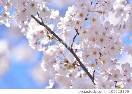 櫻花櫻桃樹春天 109318899