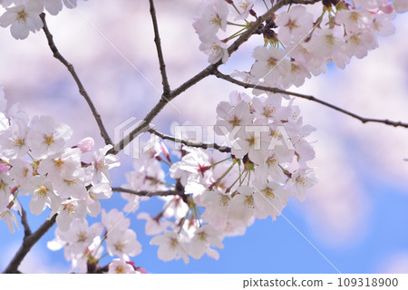 櫻花櫻桃樹春天 櫻花櫻桃樹春天 109318900