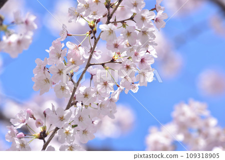 Cherry blossom, cherry tree, spring Cherry blossom, cherry tree, spring 109318905