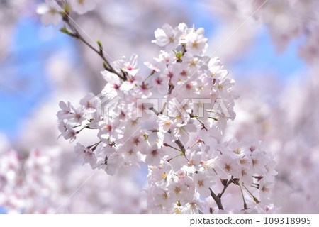 櫻花櫻桃樹春天 109318995