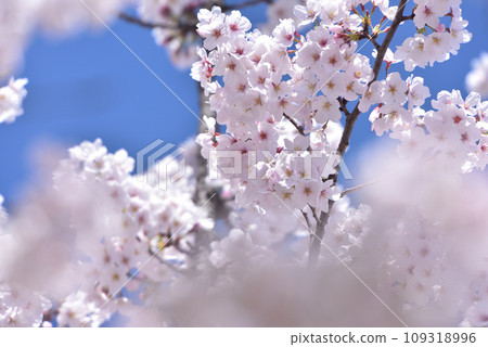 櫻花櫻桃樹春天 109318996