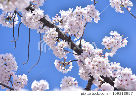櫻花櫻桃樹春天 109318997