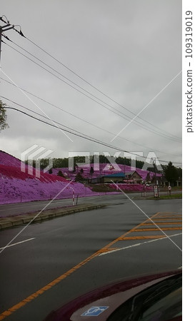 Moss phlox Moss phlox 109319019