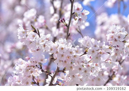 櫻花櫻桃樹春天 109319162