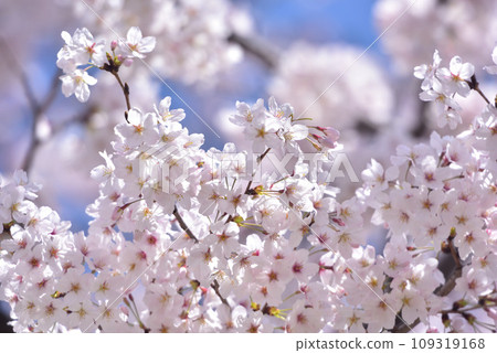 Cherry blossom, cherry tree, spring Cherry blossom, cherry tree, spring 109319168