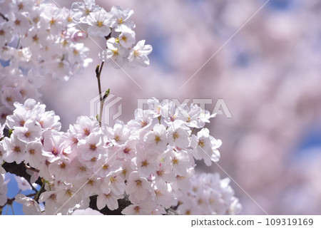 櫻花櫻桃樹春天 109319169