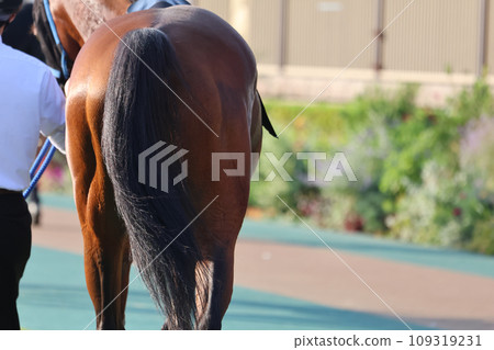 Thoroughbred ass 109319231