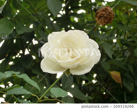 白玫瑰，瑪莎‧史坦霍普 109319266