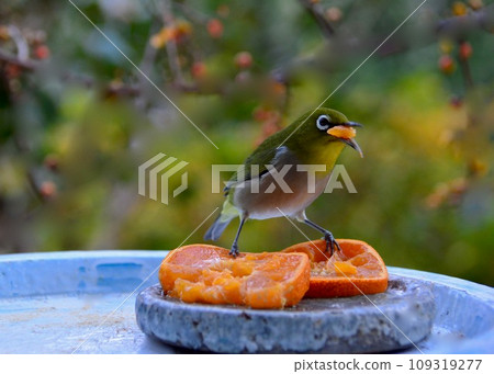 A garden where small birds come. 109319277