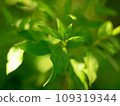 Young leaves visible in the backlight 109319344