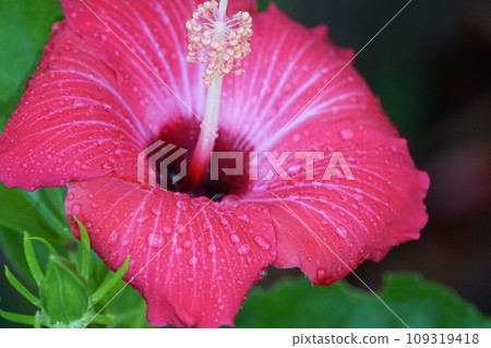 Rainy season scenery, after the rain. 109319418