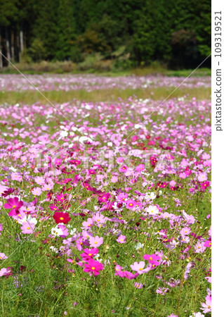 Kiyosumi cosmos field Kiyosumi cosmos field 109319521