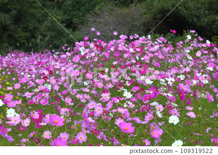 Kiyosumi cosmos field Kiyosumi cosmos field 109319522