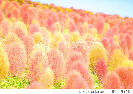 藍天白雲下,紅色地膚草環繞 藍天白雲下,紅色地膚草環繞 109319548
