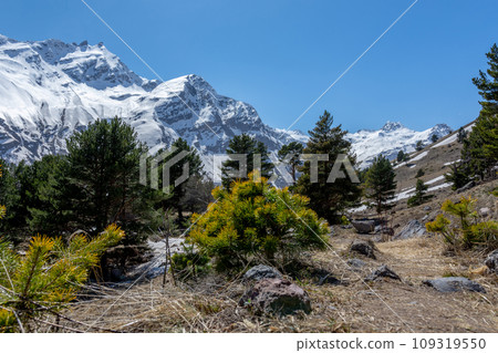 coniferous trees in the foreground and rocks covered with snow in the background 109319550