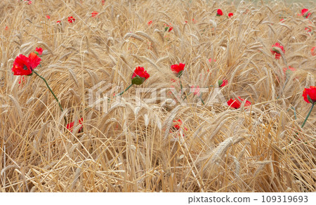 ears of wheat decorated with poppies ears of wheat decorated with poppies 109319693