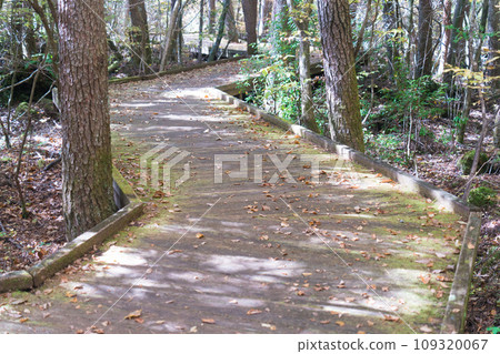 Fuji forest nature observation trail Fuji forest nature observation trail 109320067