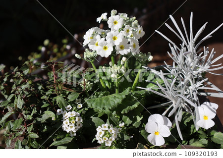 白色花朵和彩色葉子的集合 109320193