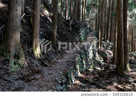 [Wakayama] Kumano Kodo (Nakahechi) 109320818