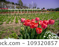 red tulips blooming in the field 109320857
