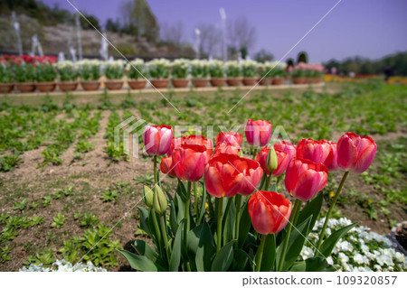 red tulips blooming in the field red tulips blooming in the field 109320857