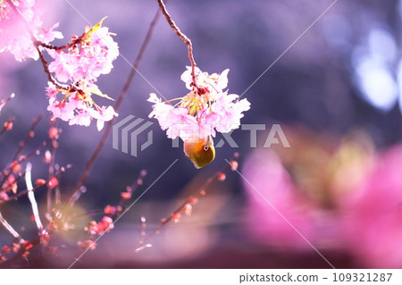 春天美麗的梅花、櫻花、繡眼鳥 109321287