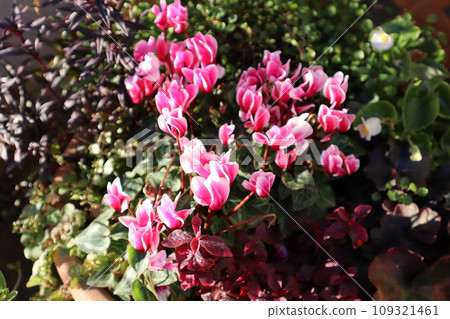Bicolor garden cyclamen planting Bicolor garden cyclamen planting 109321461