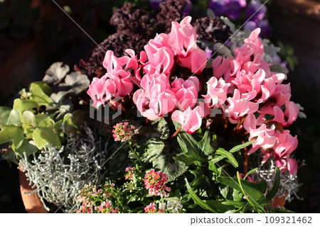 Group planting of pink garden cyclamen Group planting of pink garden cyclamen 109321462
