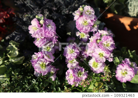 Light purple flowers Light purple flowers 109321463