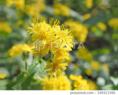 Yakushi So 109321566