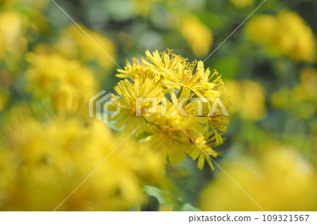 Yakushi So 109321567