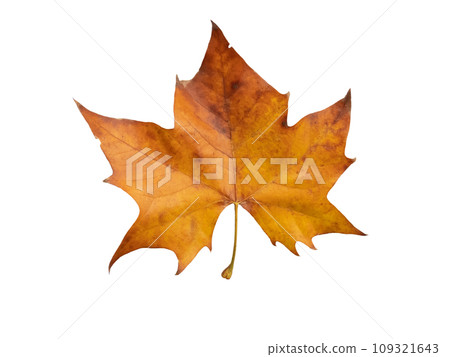 Plane tree dry brown leaf flat lay isolated on white background 109321643